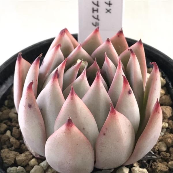 flower-net_z230412018