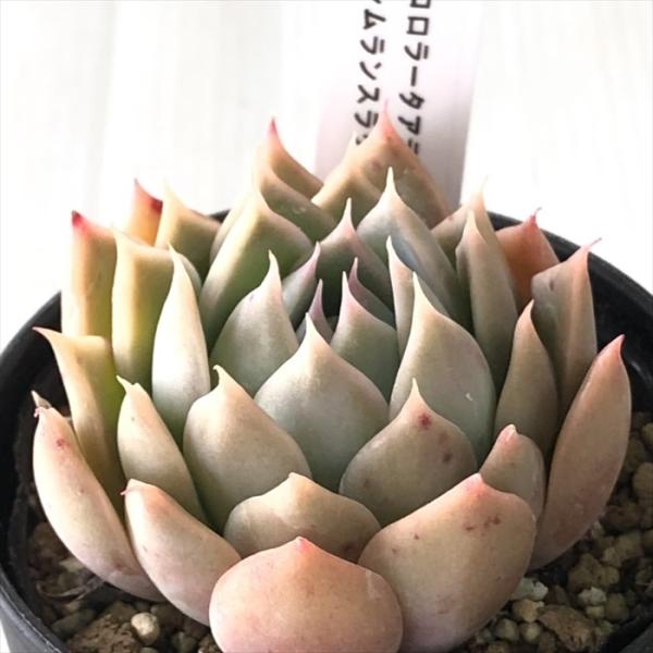 多肉植物 TYエケベリア コロラータアテマハック×シムランスラグナ