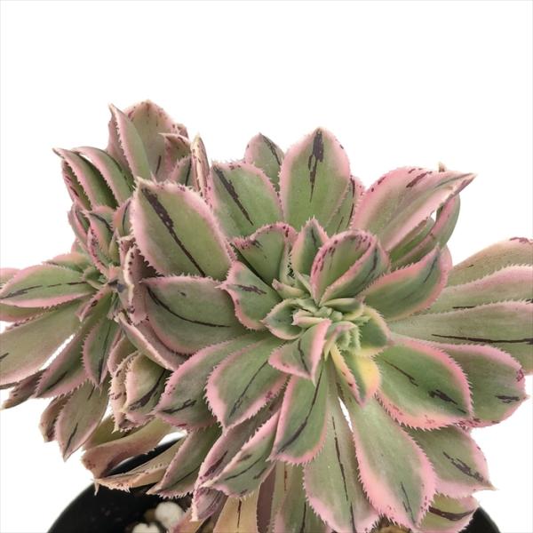 日本花キ流通 多肉植物 caアエオニウム サンバースト綴化 多肉植物