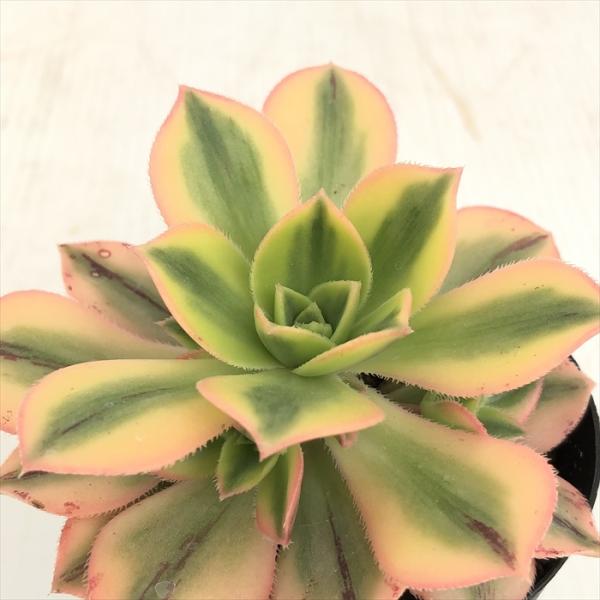 73#多肉植物アエオニウム❤️七彩スタ—バースト錦❤️1大頭5小頭14cm 拔き苗 69#多肉植物アエオニウム❤️スタ—バースト錦❤️1大頭2小頭8cm 拔