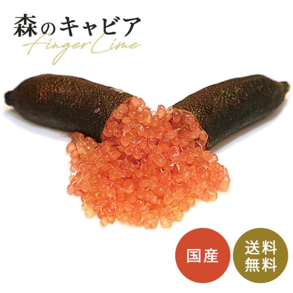 フィンガーライム ピンクパール 5号鉢 苗木 果樹苗 送料無料