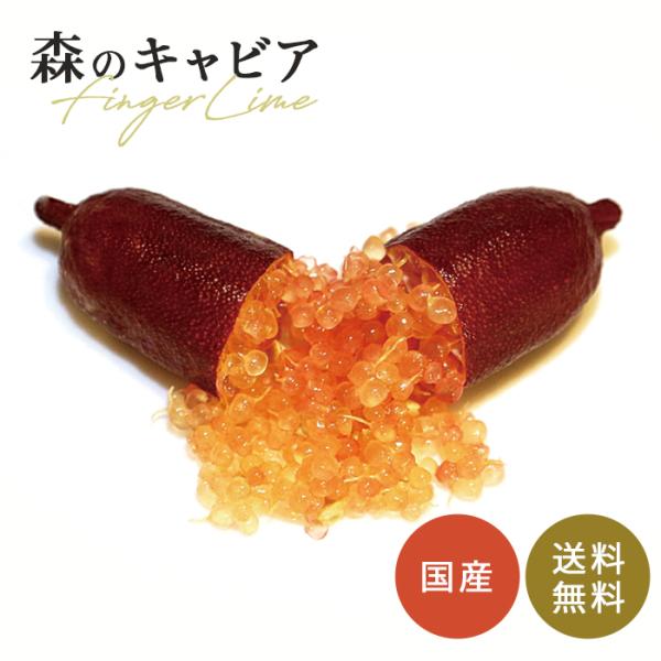 4年生　フィンガーライム接木苗／レットシャンパン 園芸ネット本店｜フィンガーライム：レッドシャンパン4号ポット の通販