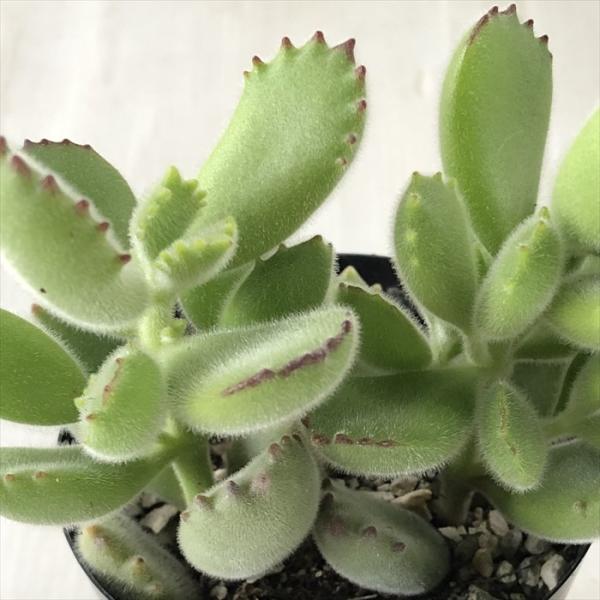 日本花キ流通 多肉植物 seコチレドン 熊童子 コチレドン 7.5cm 日本花キ流通 多肉植物 seコチレドン 熊童子 コチレドン 7.5cm