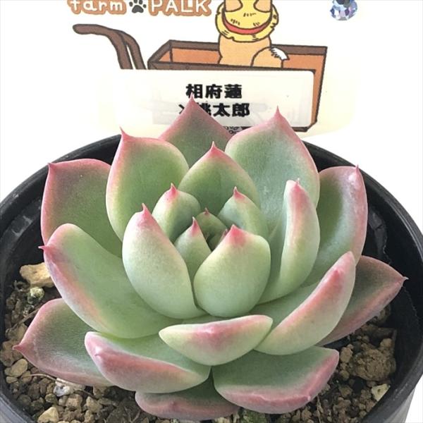 多肉植物 plkエケベリア 相府蓮×桃太郎 パルクさん苗 送料無料