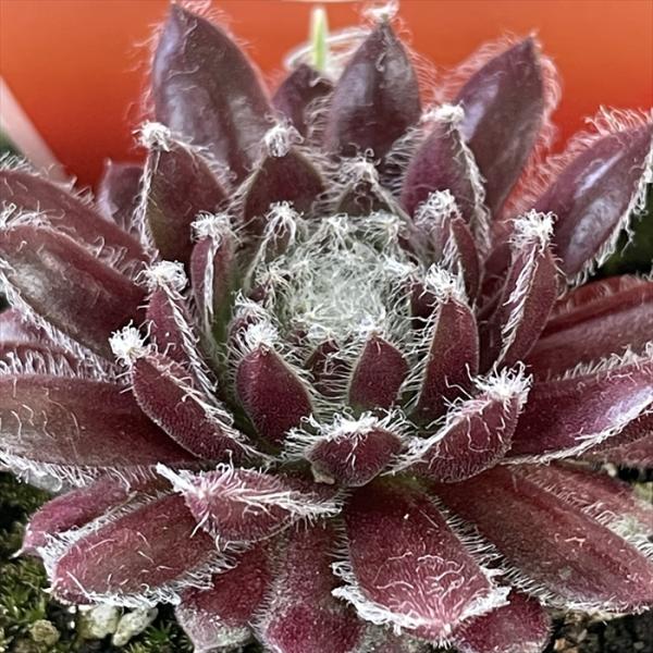 センペルビウム 輸入 My Candy Shop 楽天市場】多肉植物 shセンペルビウム コットンキャンディ 7.5cmポット