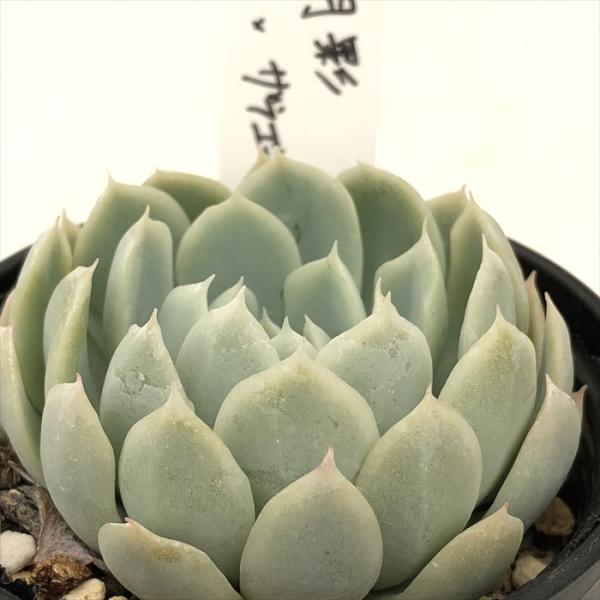 (ルビー×月影)×ルーフ　ザラゴーサspノバ×ホリコロ札付きオーズプランツさん苗 ルビー×月影)×ルーフ ザラゴーサspノバ×ホリコロ札付きオーズプランツ