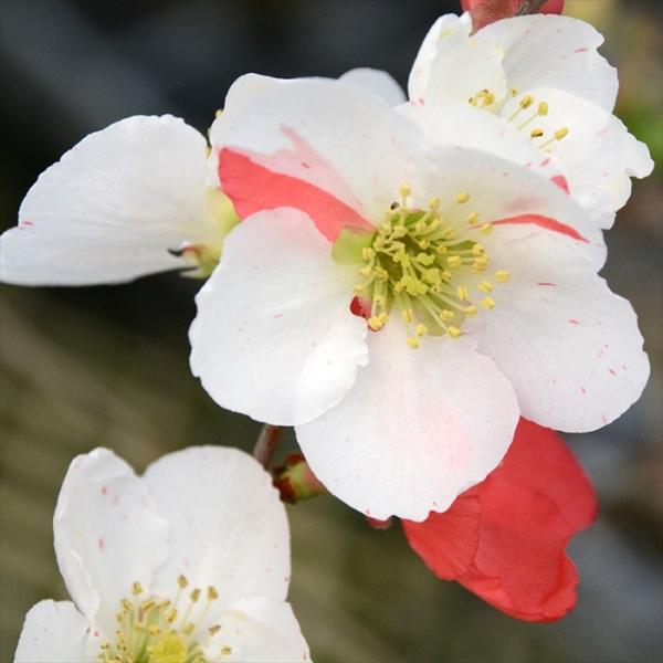 日本花キ流通 予約販売 木瓜 日月星 9cmポット 開花予定株 ボケ 花苗