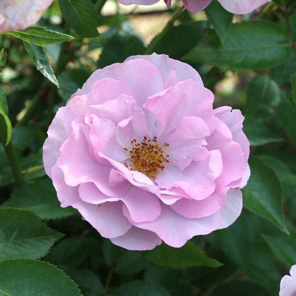 予約販売 バラ苗 バラ大苗 ロサ オリエンティス サマルカンド 品種登録