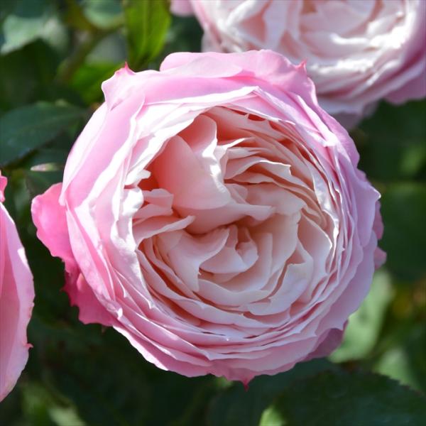 大バラ苗3年生　ピルエット　ロサオリエンティス 大バラ苗3年生 ピルエット ロサオリエンティス