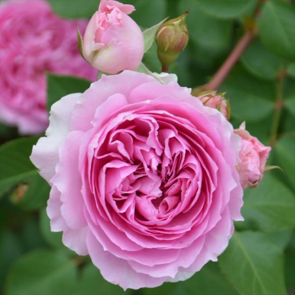 W.A.N.S ローズ　レア薔薇苗 flower-net_z230524010