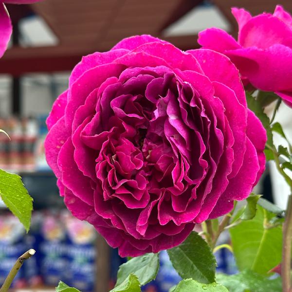 予約販売 バラ苗 バラ大苗 デルバール ルタンデスリーズ 品種