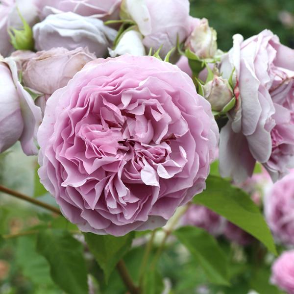 ブランドローズ 四季咲き 薔薇 バラ ドレープ 河本バラ園 大株 大苗 花木 ドレープ（大苗予約）7号鉢植え バラ苗 《農林水産省 登録品種