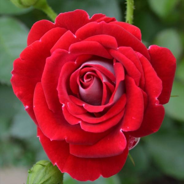 予約販売 バラ苗 バラ大苗 コルデス 岳の夢（がくのゆめ） 登録品種 薔薇 ばら 送料無料 京成バラ園 大苗 赤 kso 2月下旬以降発送