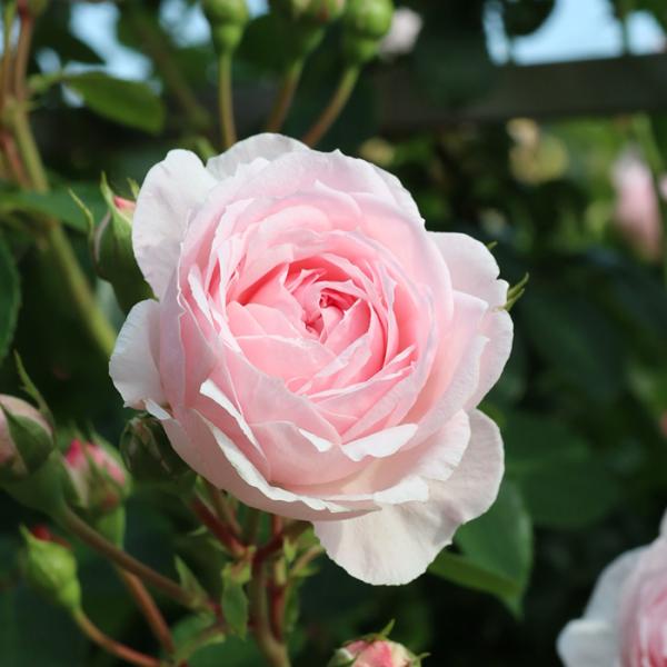 予約販売 バラ苗 バラ大苗 コルデス シンデレラ 登録品種 薔薇