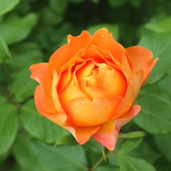 予約販売 バラ苗 バラ大苗 インタープランツ ハニーキャラメル 登録