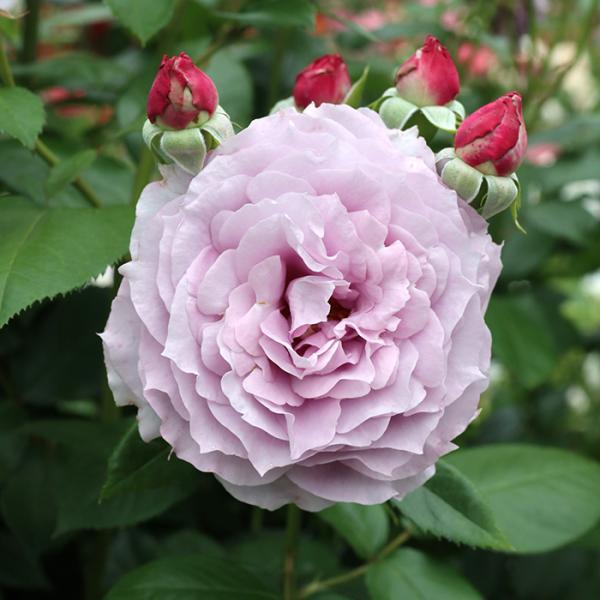 【特徴】現在における青バラ系品種で、最も丈夫で病気に強いバラです。花弁が多く良く咲きます。枝は堅く、しっかりした株を作ります。うどんこ病、黒星病に特に強く、寒さにも強いです。花名は小説「青い花」の作者で、18世紀ドイツの詩人の名前です。【香...