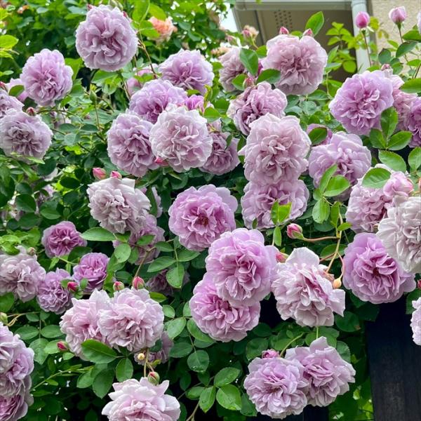 予約販売 バラ苗 バラ大苗 タンタウ レイニーブルー 登録品種 薔薇 ばら 送料無料 京成バラ園 大苗 紫 kso 2月下旬以降発送