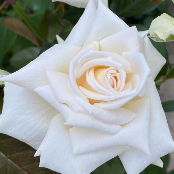 予約販売 バラ苗 バラ大苗 メイアン クレム ドゥ 品種登録出願中 薔薇