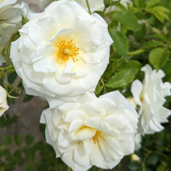 flower-net_z230528167