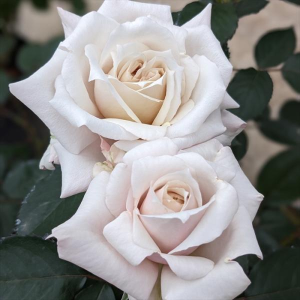 バラ苗　薔薇　超希少　3年以上大株　1株のみ 予約販売 バラ苗 バラ大苗 京成バラ園芸 希成（きなり） 品種登録出願