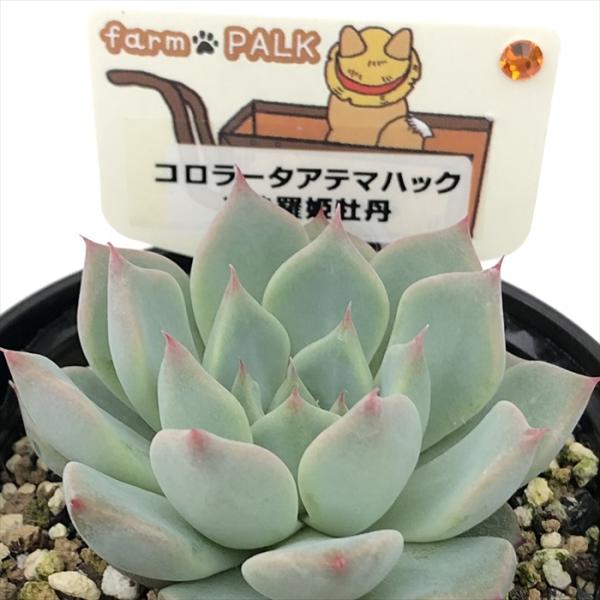 多肉植物 plkエケベリア コロラータアテマハック×沙羅姫牡丹 パルク