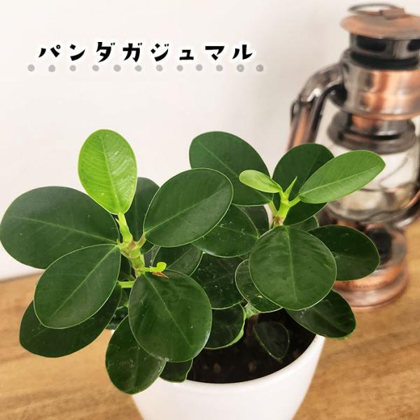 日本花キ流通 観葉植物 cot パンダガジュマル タイワン