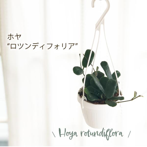こ*ろ様 観葉植物　吊り鉢　ハンギング　7種アソート　バンダ　ホヤ こ*ろ様 観葉植物 吊り鉢 ハンギング 7種アソート バンダ ホヤ