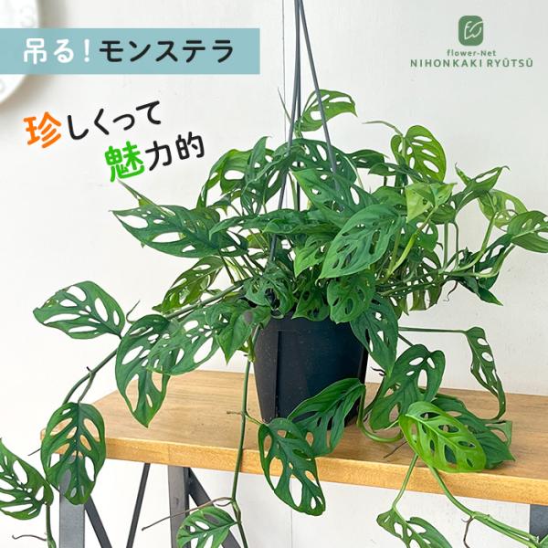 日本花キ流通 観葉植物 モンステラ オブリクアエクスピラータ 5号 吊り