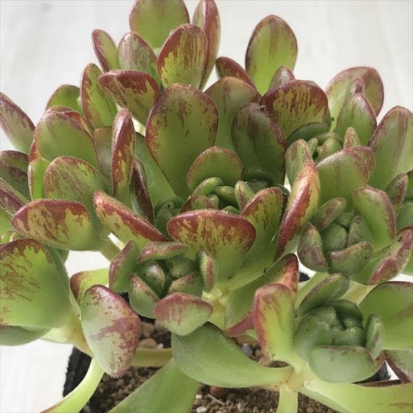 日本花キ流通 多肉植物 hmアエオニウム アーノルディ 多肉植物
