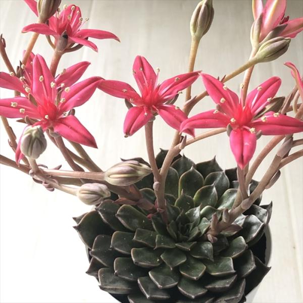多肉植物 caタキタス キングスター 多肉植物 タキタス 9cmポット