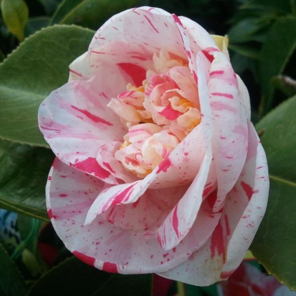 日本花キ流通 雪椿 松波 12cmポット 開花予定株 八重咲き椿 つばき