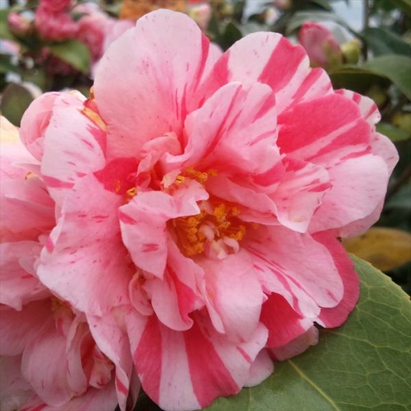 日本花キ流通 予約販売 雪椿 錦キリン 12cmポット 開花予定株 八重咲き