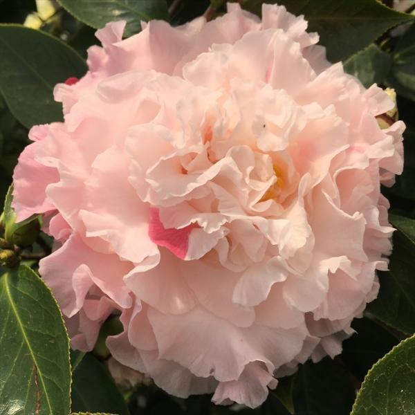 flower-net_z230608212