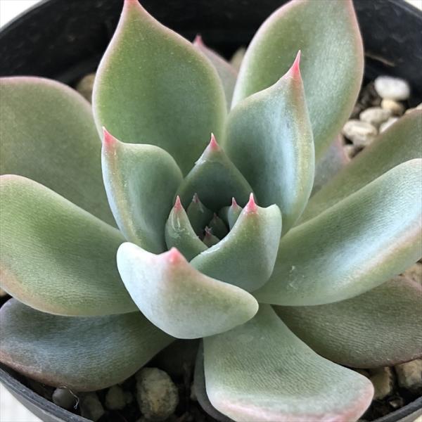 メンチャカ×コロラータ 実生苗 多肉植物 エケベリア メンチャカ×コロラータ 実生苗 多肉植物 エケベリア - メルカリ