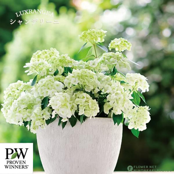 ꙳★*ハイドランジア꙳★* 日本花キ流通 予約販売 アジサイ ラグランジア シャンデリーニ