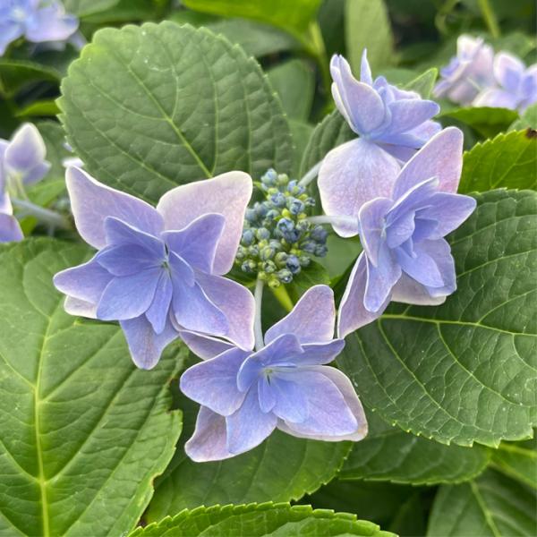 flower-net_z230625002