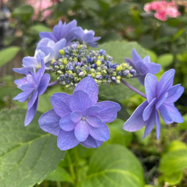 flower-net_z230625004