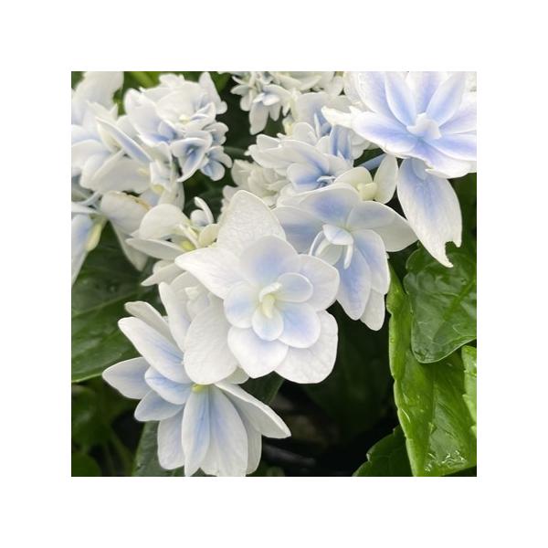 アジサイ 花吹雪 7.5cmポット 加茂 KAMOセレクション ハイドランジア