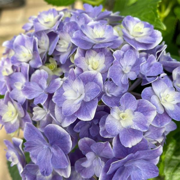 紫陽花 苗　旭日昇天　超超特大　来年用 紫陽花 苗 旭日昇天 超超特大 来年用 アジサイ 旭日昇天＋花鳥風月 5