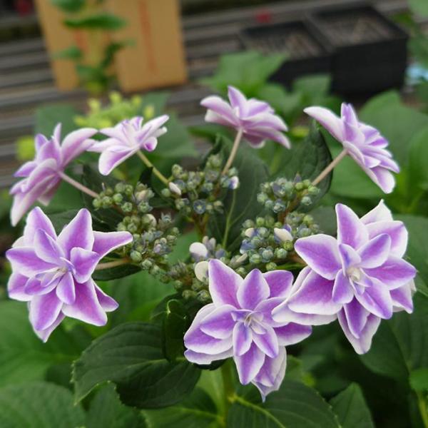 訳あり品】 アジサイ 育成用株 17ポット 紫陽花 楽天市場