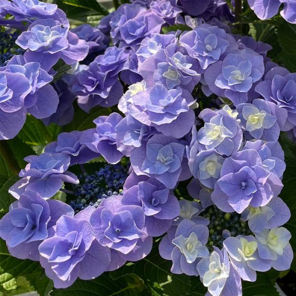 flower-net_z230626018