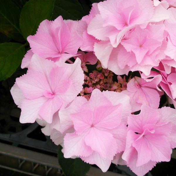 美空 限定MD 紫陽花の咲く道 美空 限定MD 紫陽花の咲く道 美空 限定MD 紫陽花の咲く道