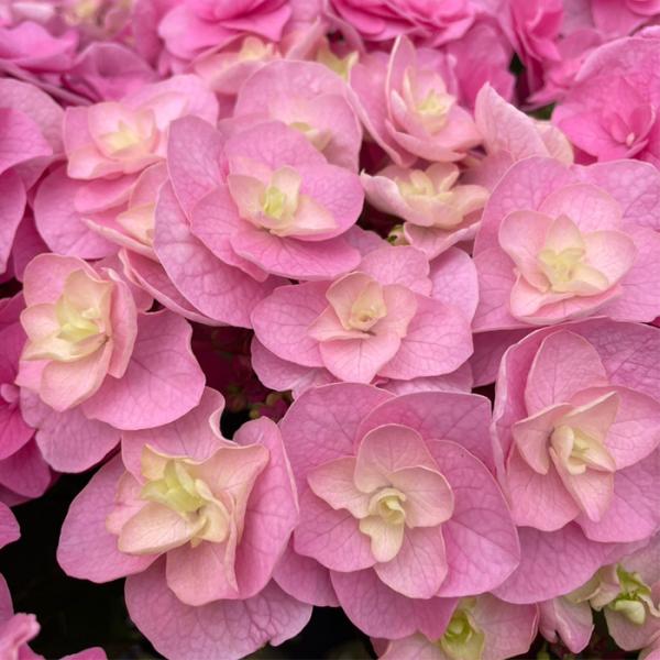 紫陽花　確認用 紫陽花 確認用