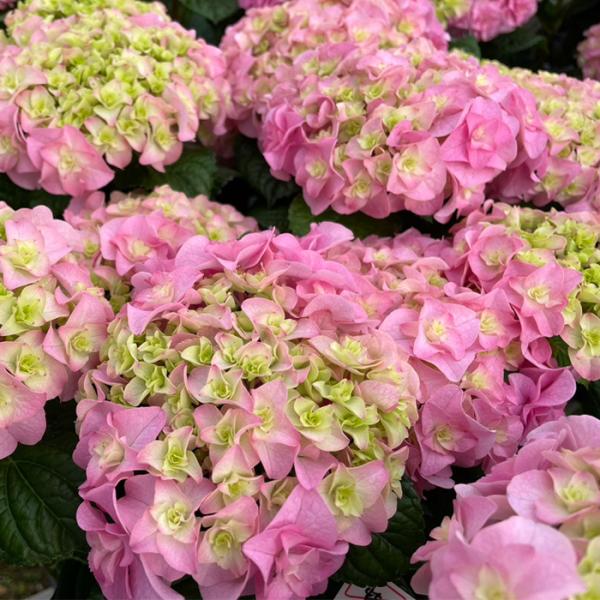 紫陽花 楽天市場】紫陽花 あじさい ハイドランジア 【トワイライト