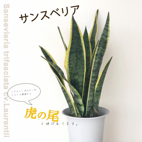 サンスベリア ローレンチ大型 サンスベリア・ローレンチー XL | 観葉植物の通販 AND PLANTS