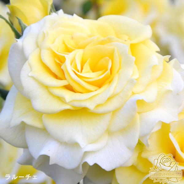 【商品説明】鮮やかで透き通るようなレモンイエローの波状花弁が美しいラ・ルーチェ。ふさ咲きになり見る者に元気を与えるビタミンカラーとほのかなティーの香りが特徴。名前は【光・輝き】を意味します。【香り】★☆☆ティーの香り【開花サイクル】四季咲き...