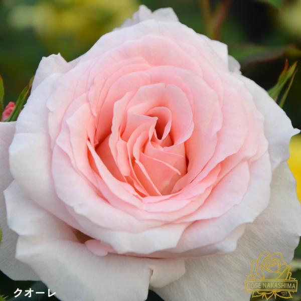 flower-net_z230627109