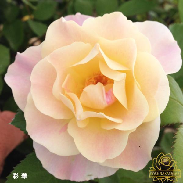 flower-net_z230627111