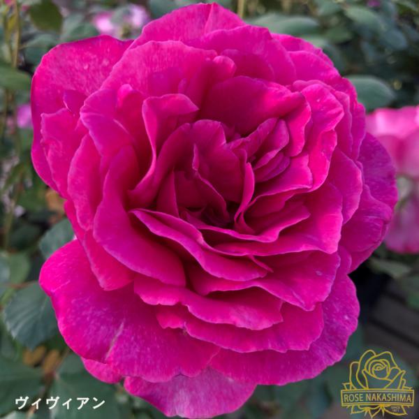 flower-net_z230627116