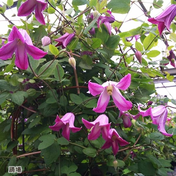 flower-net_z230627209